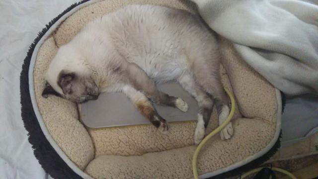 猫ベッドで幸せフラット
