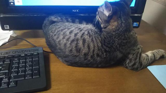 パソコン見る猫
