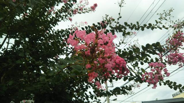きれいに花咲く街路樹