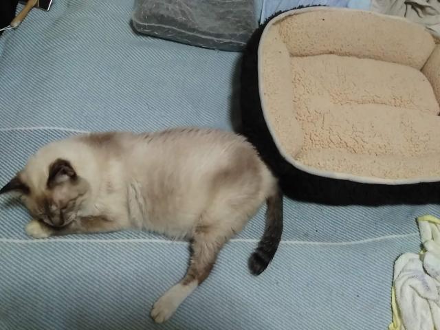 猫ベッドの横で寝るフラット